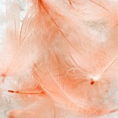 Peach-coloured feathers (close-up)