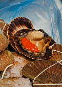 A scallop in the shell
