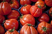 Beef tomatoes of the variety 'Beefsteak'