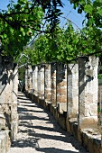 Sunny colonnade with vine-covered pergola