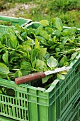Freshly harvested basil in a vegetable crate