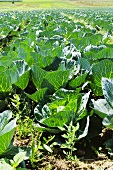 A field of white cabbages