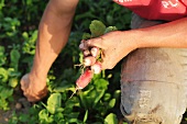 A man harvesting radishes
