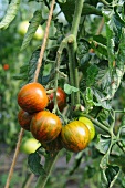 Tomaten am Strauch