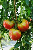 Beefsteak tomatoes on the plant