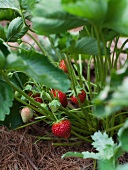 Strawberries Ripening on the Plant