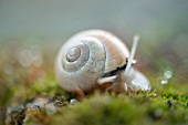 Snail