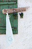 Jars of forget-me-nots and tea towel hanging from hooks on piece of driftwood in front of old window shutter