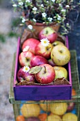 Small Crate of Fall Apples
