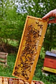 Bees on the honeycomb in a frame