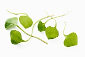 Several purslane leaves