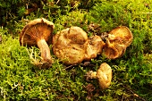Brown rollrim fungus