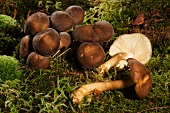 Tricholoma mushrooms