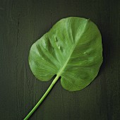 An exotic leaf