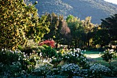 Landscaped garden with trees in autumnal colours and bed of white-flowering shrubs in front of wooden hillside