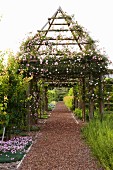 Flowering rose ('New Dawn') growing over tent-shaped pergola above reddish brown gravel path in extensive gardens