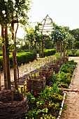 Aus Weinreben geflochtene Körbe in langgestrecktem Beet zwischen Gartenwegen; im Hintergrund rosenberankte Pergola mit zeltförmigem Dach