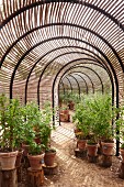 Berry bushes in terracotta pots on tree stumps in tunnel-shaped greenhouse with slatted wooden shades
