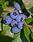Ripe blueberries in the sunlight