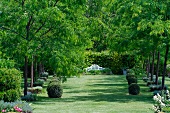 A well-tended garden with box balls, rows of trees and a bench