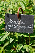 Fresh mint in the garden with sign (natural remedy for ulcers and gingivitis)