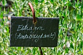 Frischer Estragon im Garten mit Schild (Antioxidans)
