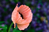 A poppy flower in the garden