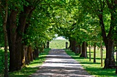 An avenue of trees in a park