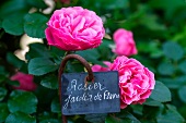 Roses in the garden with sign 'Jardin de France'