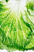 Romaine lettuce leaf detail