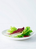 Mixed salad leaves on white plate