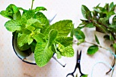 Two different varieties of mint