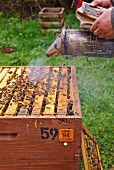 A bee-keeper smoking bees