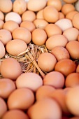 Frische Bio-Eier auf Stroh