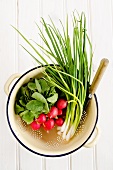 Radishes and spring onions in an enamel colander against a white background