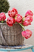 Rosa Tulpen in einem Korb an der Hausmauer