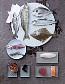 Stillleben mit ganzen Fischen, Fischfilets, Muscheln, Garnele & Tintenfisch