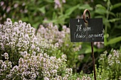 Flowering thyme in a garden, with label