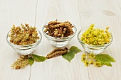 Assorted tree flowers, catkins and leaves