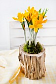 Arrangement von gelbem Krokus mit Moos in einem ausgehöhlten Stück Holz auf dem gedeckten Tisch