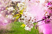 Kirschblüte am Baum wird mit Holi-Pulver beworfen