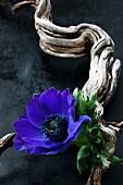Anemone flower and gnarled branch