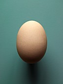 A brown hen's egg, size XXL