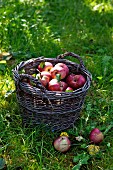 Red apples in a basket in a field