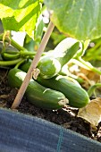 Cucumbers on the plant in a bed in the garden