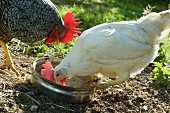A hen pecking food out of a dish