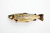 A brook trout on a white surface