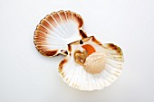 An opened scallop on a white surface