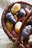 Verschiedene Kartoffelsorten in einem Weidenkorb (Franceline, Vitelotte, Charlotte, Bamberger Hörnchen)
