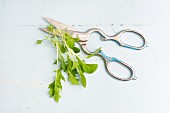 Fresh herbs with scissors